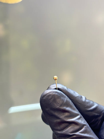 Broquel de oro 10k montadura